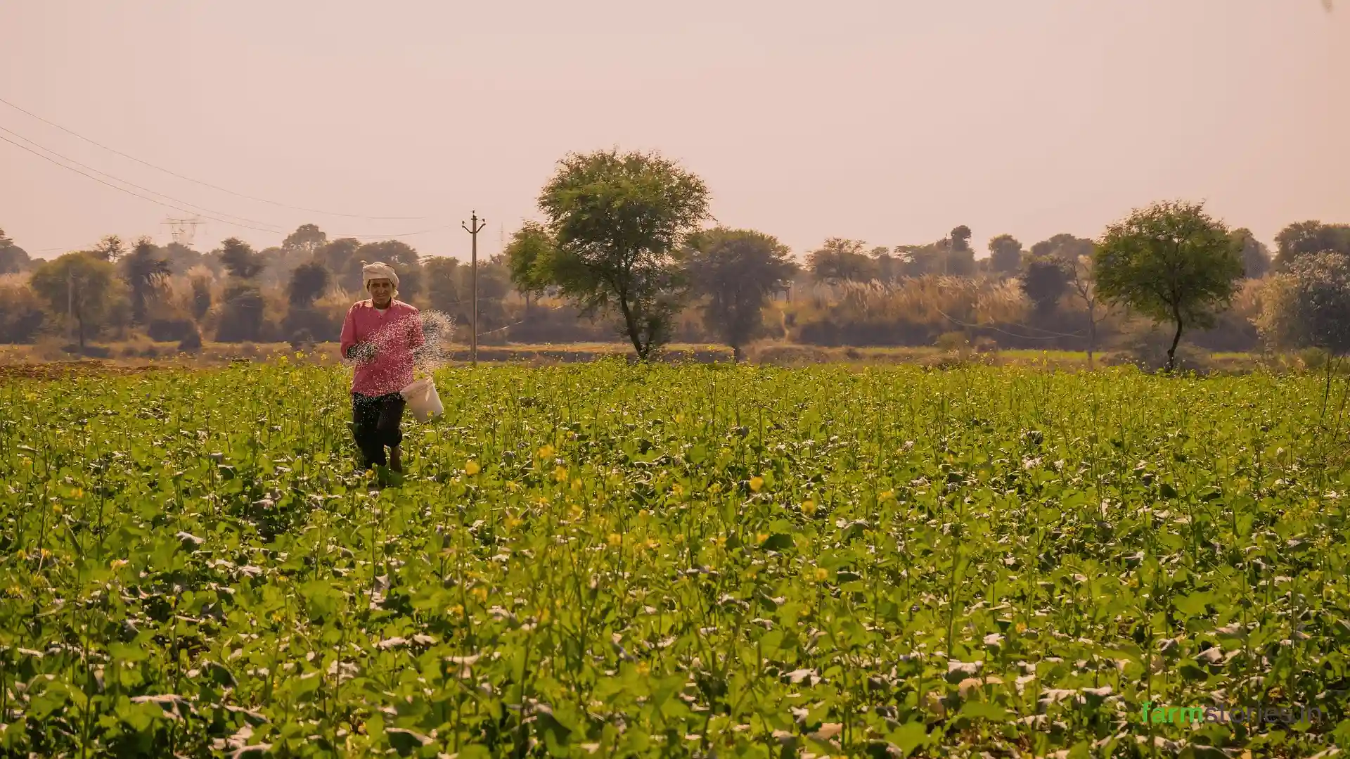 Soil health management practices for improving soil fertility naturally.