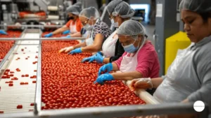 A modern food processing facility factory floor creating new South Asia agriculture jobs through automated crop sorting and packaging.