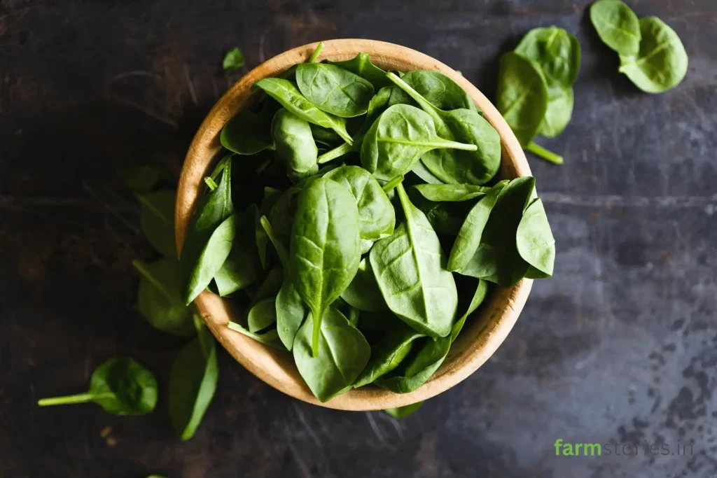 spinach organically cultivated in the home