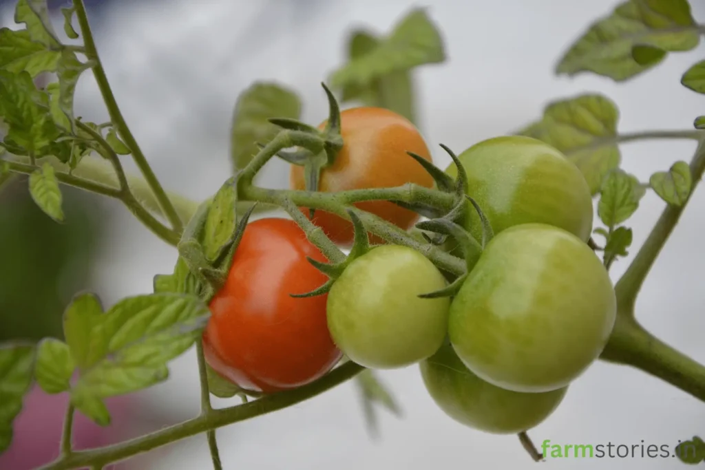 best grow bag size for tomatoes