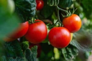 farmstories kitchen garden