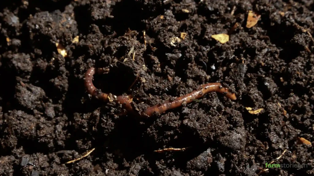 Types of organic fertilizers including compost, vermicompost, farmyard manure, neem cake, and biofertilizers.