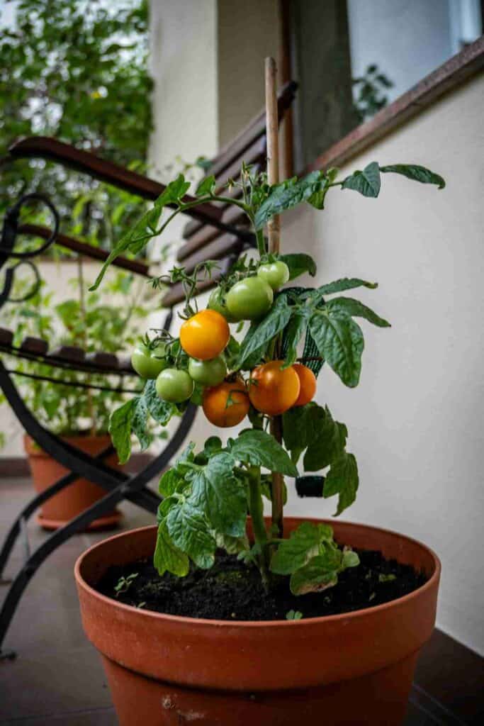 farmstories kitchen garden
