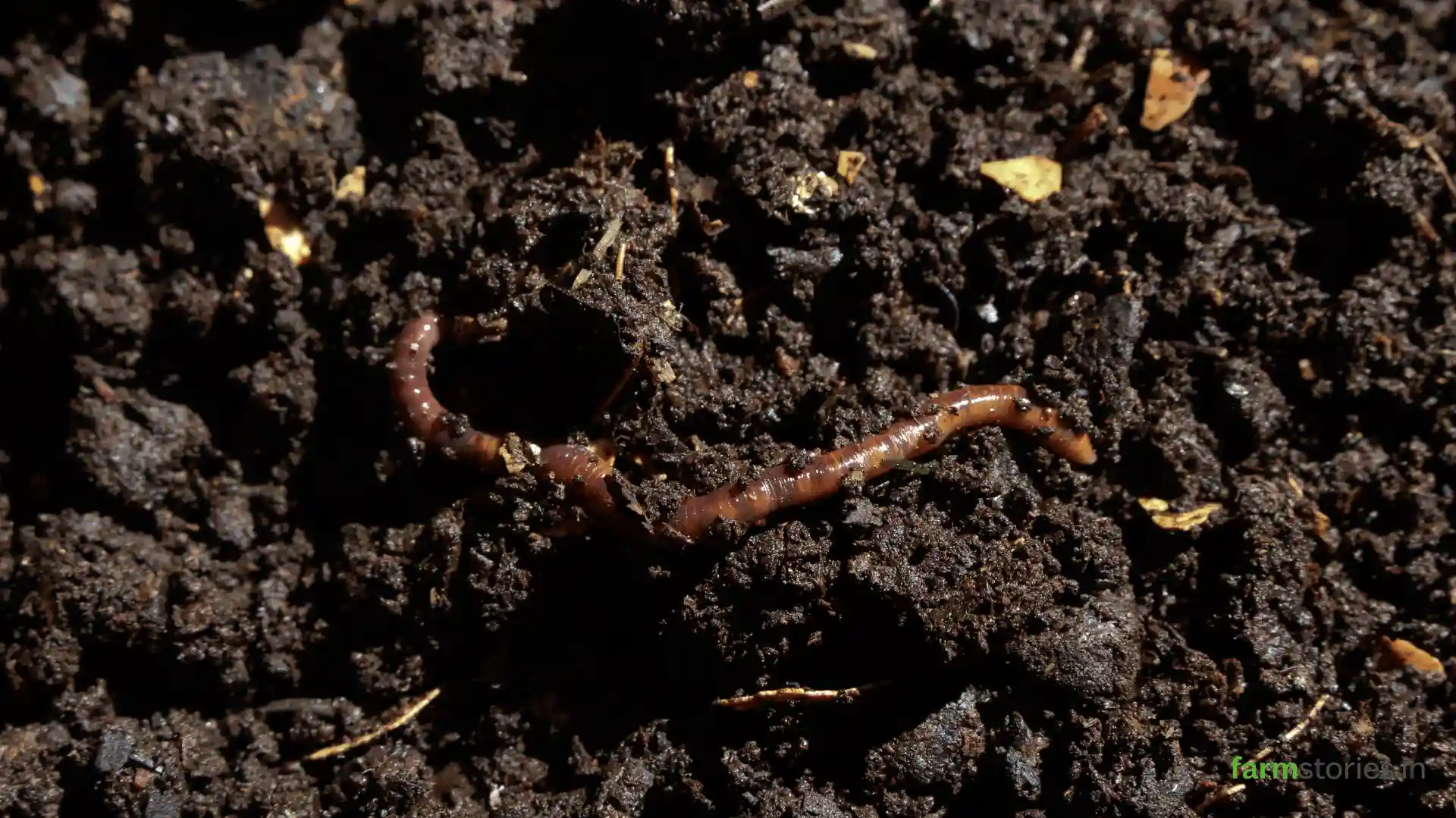 Vermicomposting using earthworms to convert organic waste into nutrient-rich compost for sustainable farming.