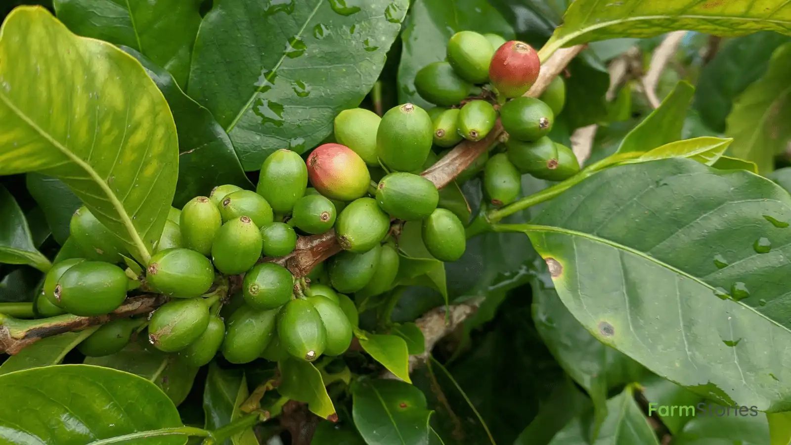 National Mission on Natural Farming: A Complete Guide to India’s Natural Farming Scheme