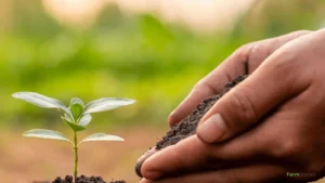 Trichoderma in Agriculture: A Complete Guide for Farmers benefits of Trichoderma in Agriculture