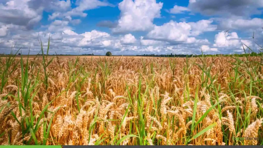 how to start farmer producer organisation in india guide