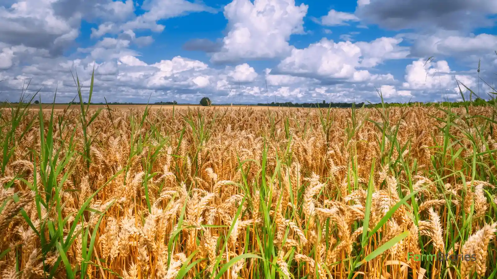 ICAR signs MoU with Seychelles to strengthen agricultural research and climate-smart farming cooperation.