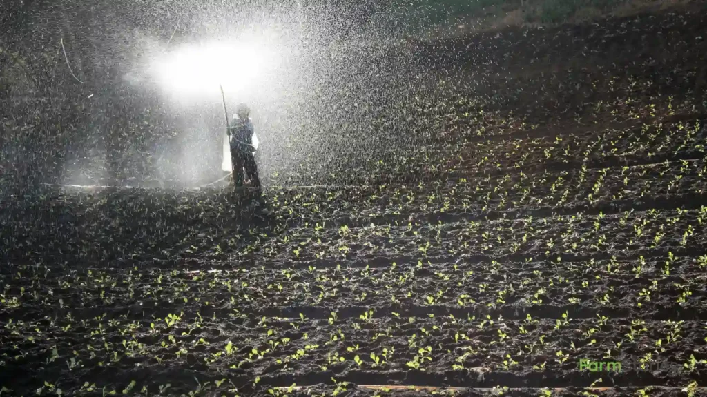 Indian farmer inspecting crops using Integrated Pest Management techniques with sticky traps and beneficial insects in a healthy field