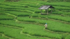 Integrated Pest Management (IPM): A Complete Guide for Indian Farmers Indian farmer inspecting crops using Integrated Pest Management techniques with sticky traps and beneficial insects in a healthy field