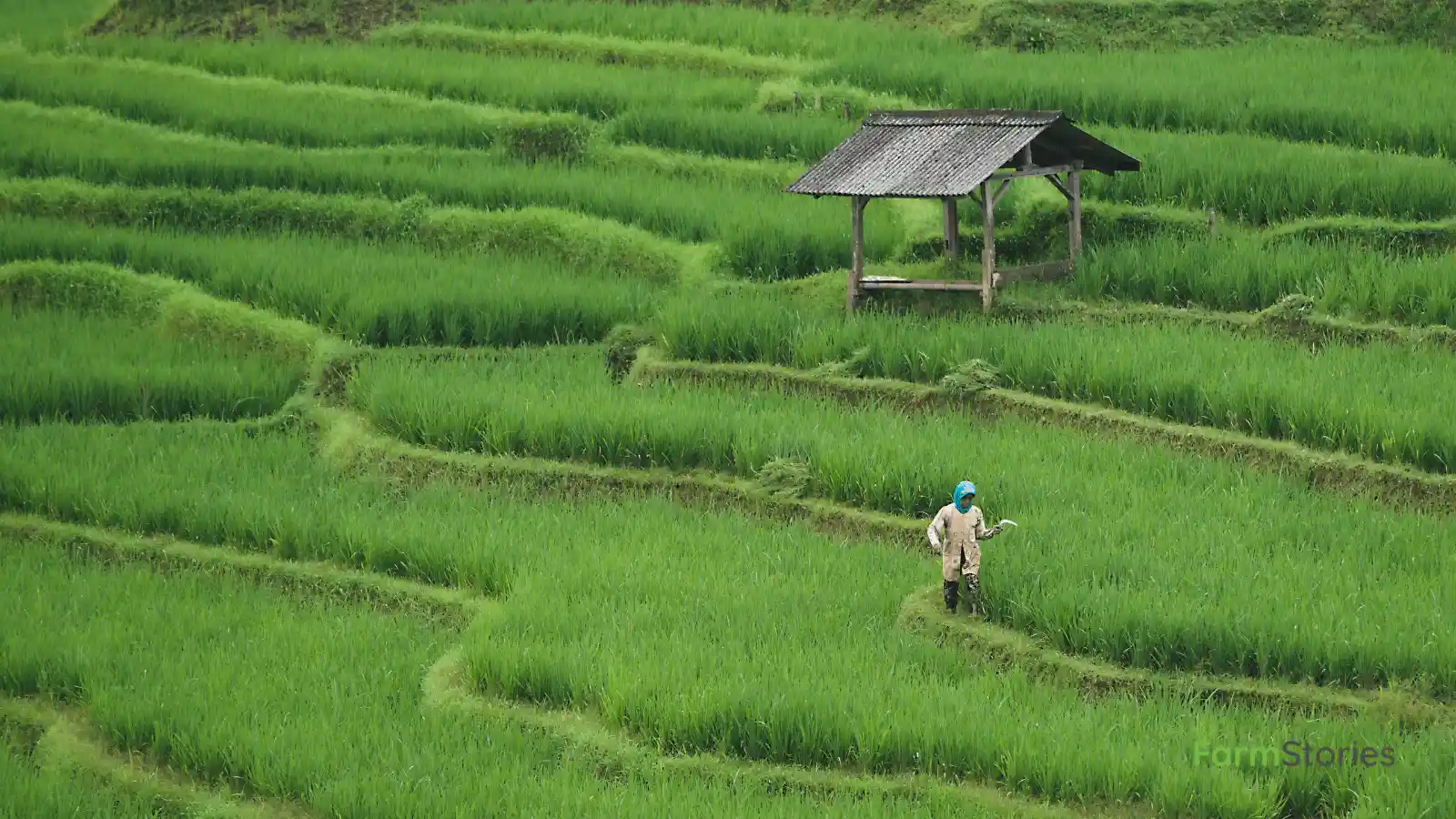 Indian farmer inspecting crops using Integrated Pest Management techniques with sticky traps and beneficial insects in a healthy field