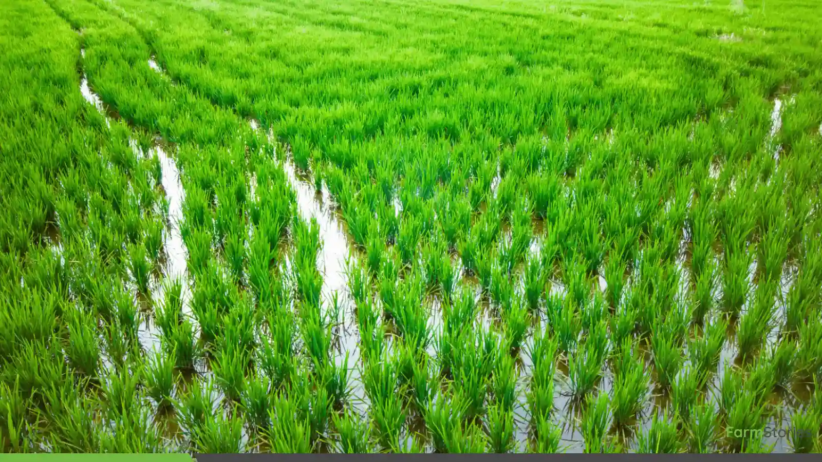 Monsoon Recovery Boosts Kharif Sowing Prospects Across India: Report